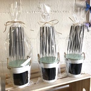 Bengalas clasicas con presentación